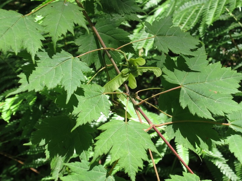 Acer barbinerve photo 3