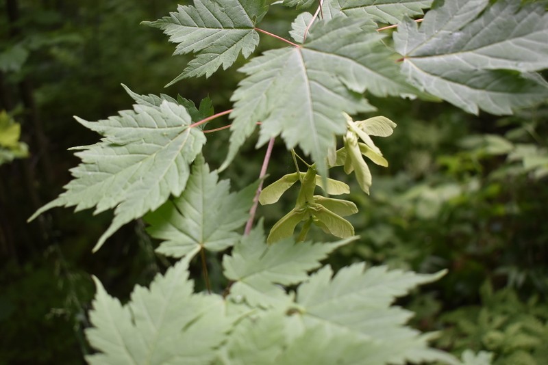 Acer barbinerve photo 4