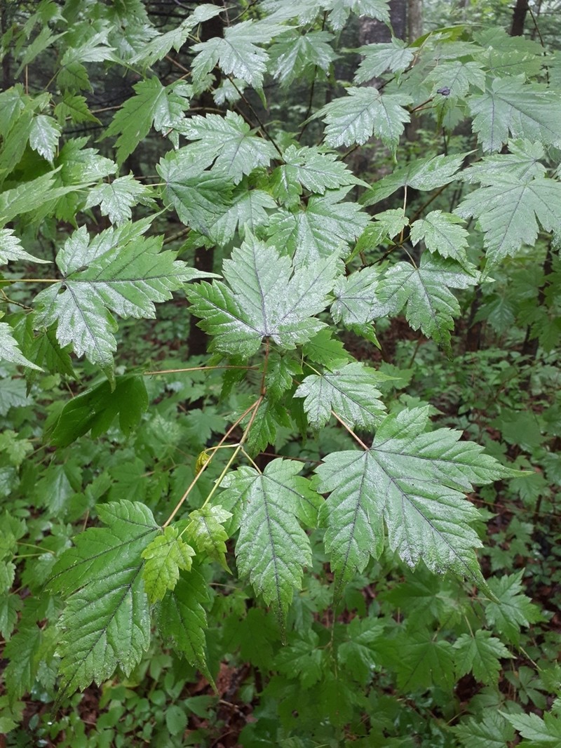 Acer barbinerve photo 5