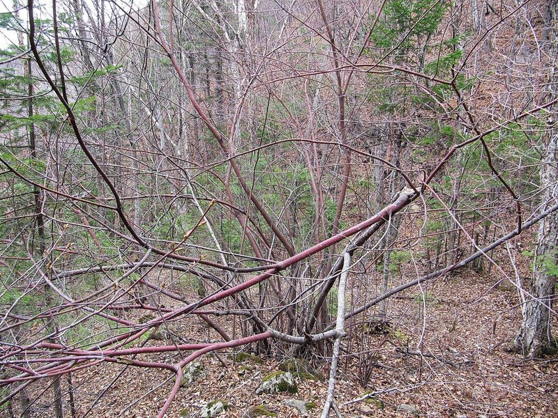 Acer barbinerve photo 6