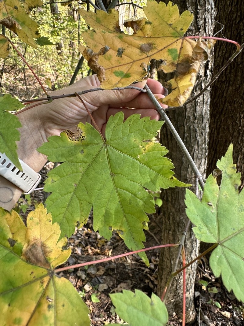 Acer barbinerve photo 8