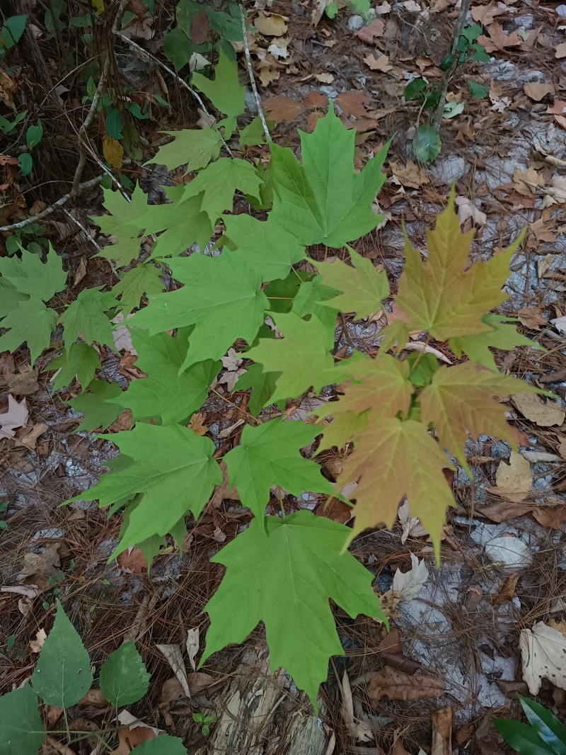 Acer binzayedii