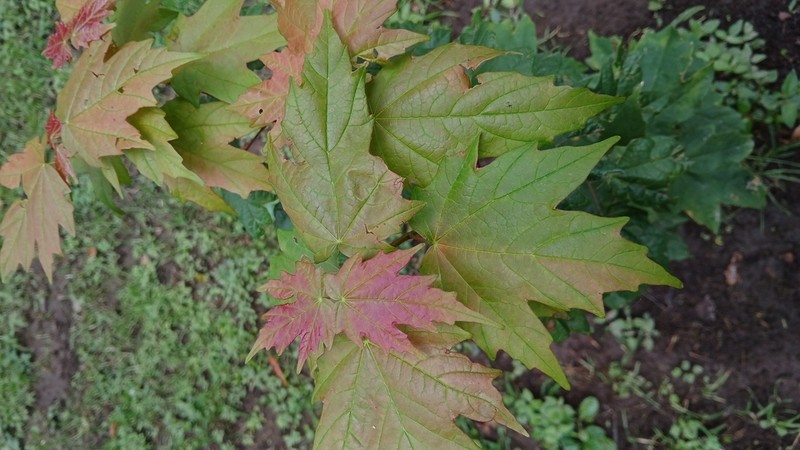 Acer binzayedii photo 2
