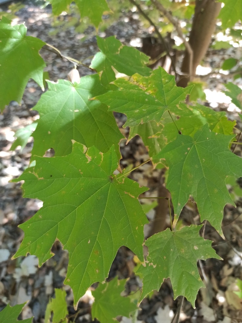 Acer binzayedii photo 3