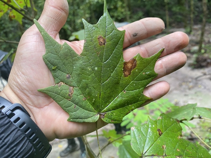 Acer binzayedii photo 5