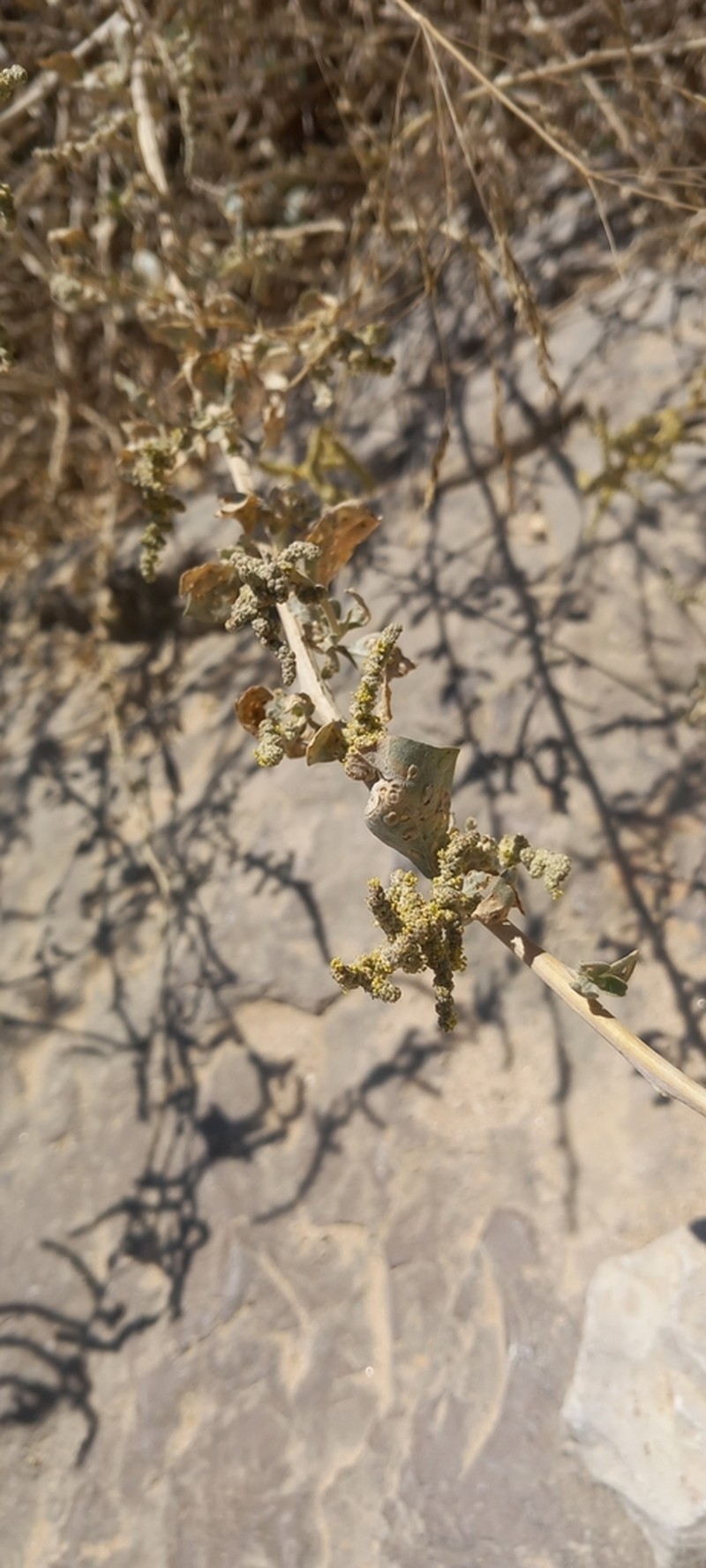 Acer brevipes photo 4