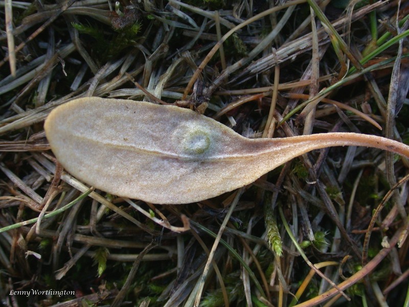 Acer brevipes photo 5