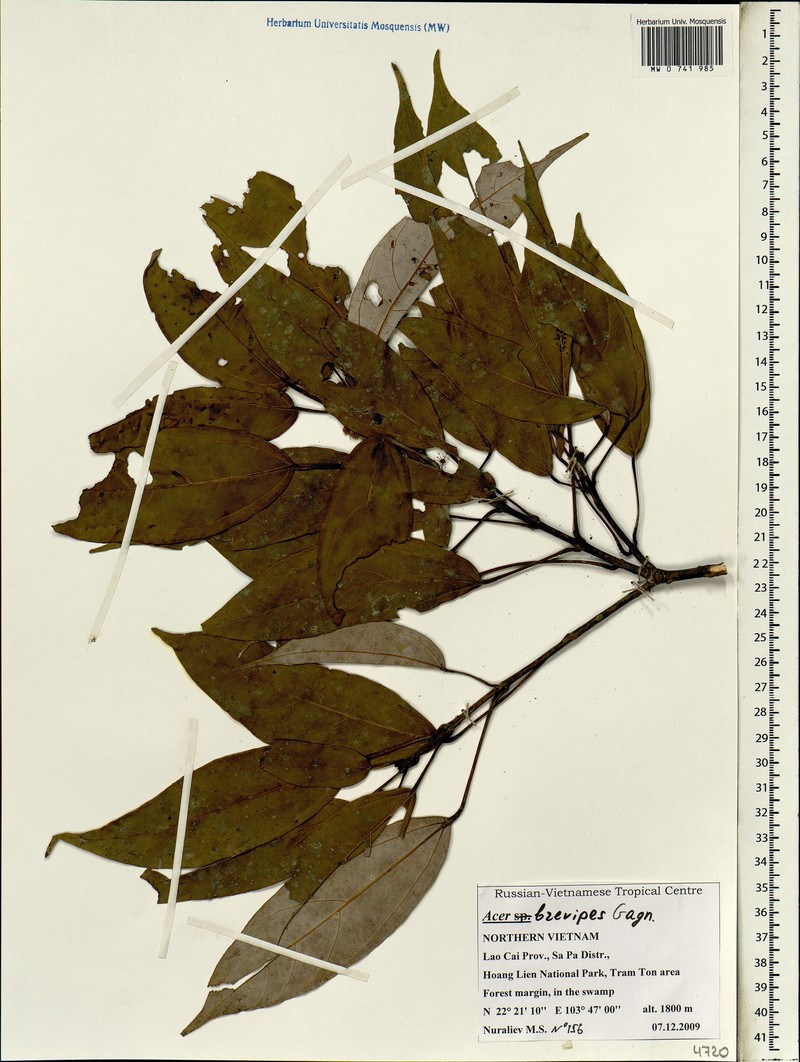 Acer brevipes photo 7
