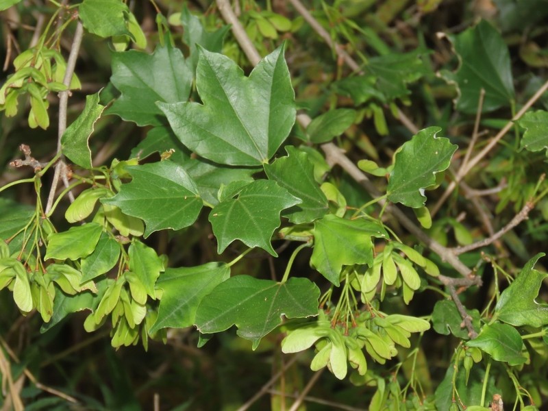 Trident Maple photo 4