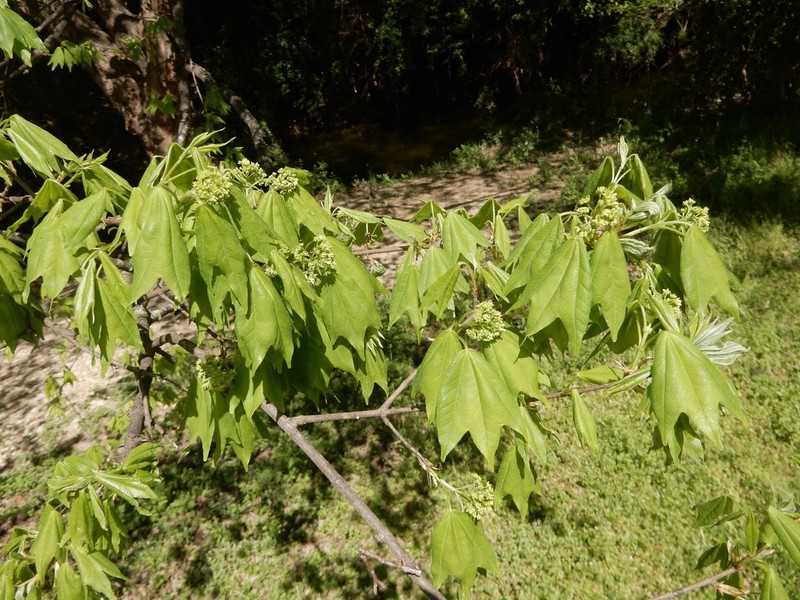 Trident Maple photo 6
