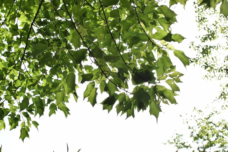 Trident Maple photo 7