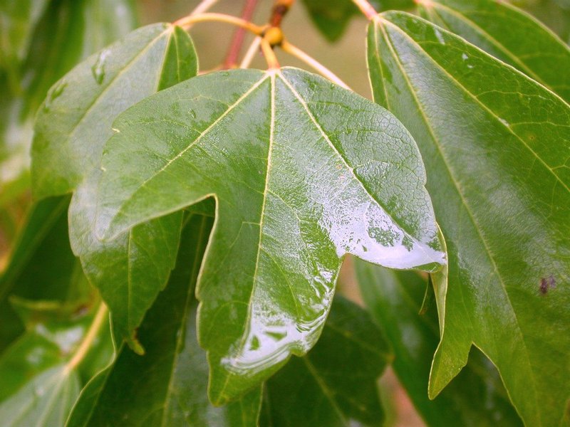 Trident Maple photo 3