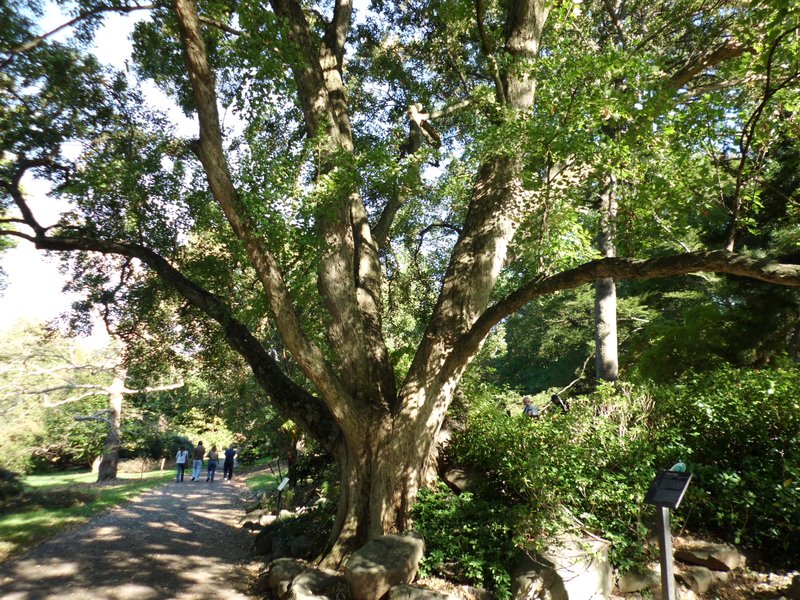 Trident Maple photo 2