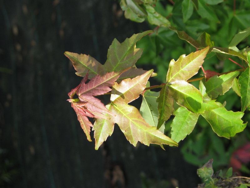 Trident Maple
