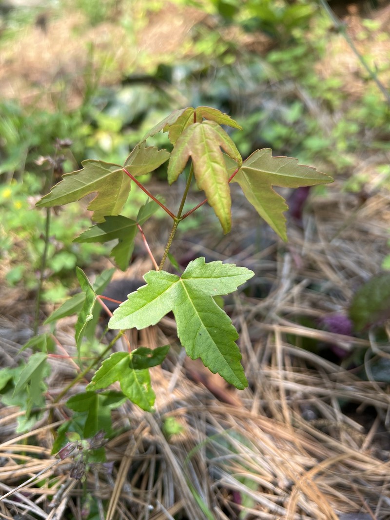 Acer buergerianum var. buergerianum