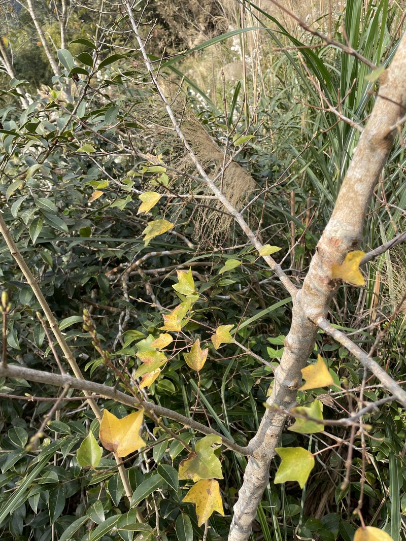Acer buergerianum var. formosanum photo 2