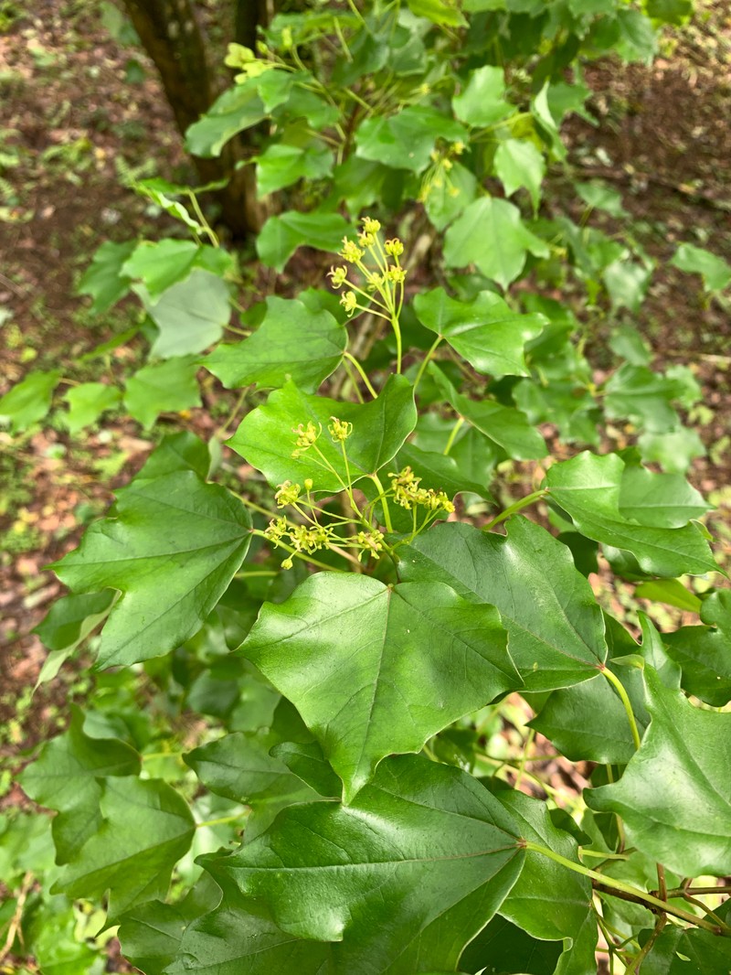 Acer buergerianum var. formosanum photo 3