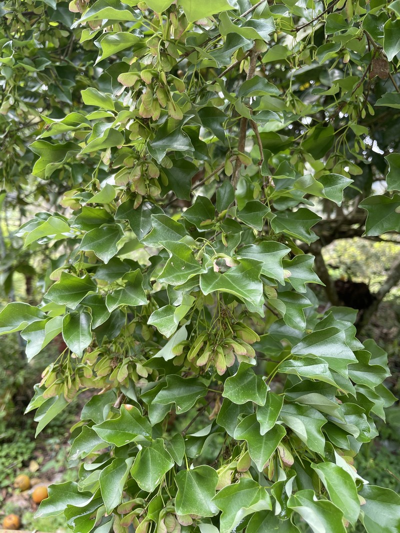 Acer buergerianum var. formosanum photo 4