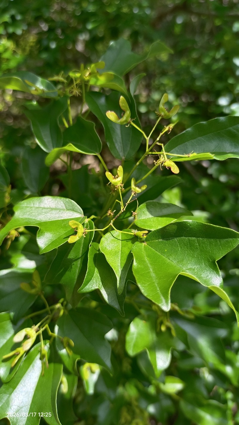 Acer buergerianum var. formosanum photo 5