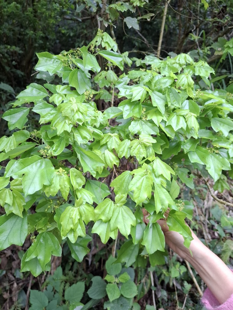 Acer buergerianum var. formosanum photo 6