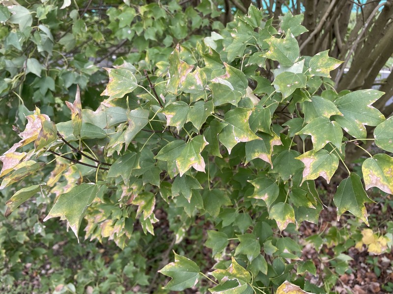 Acer buergerianum var. formosanum photo 7