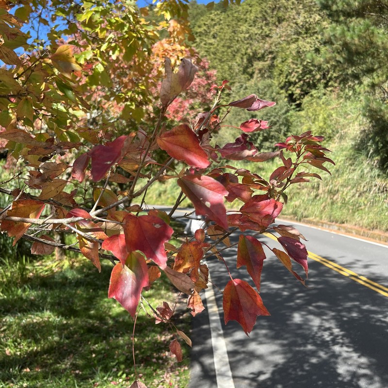 Acer buergerianum var. formosanum photo 8