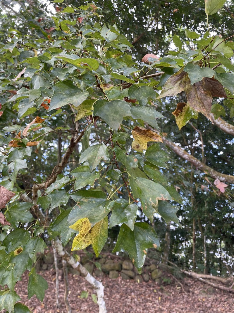 Acer buergerianum var. formosanum
