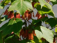Acer caesium