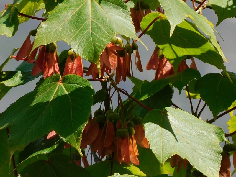 Acer caesium