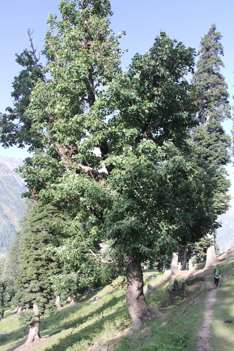 Acer caesium photo 2