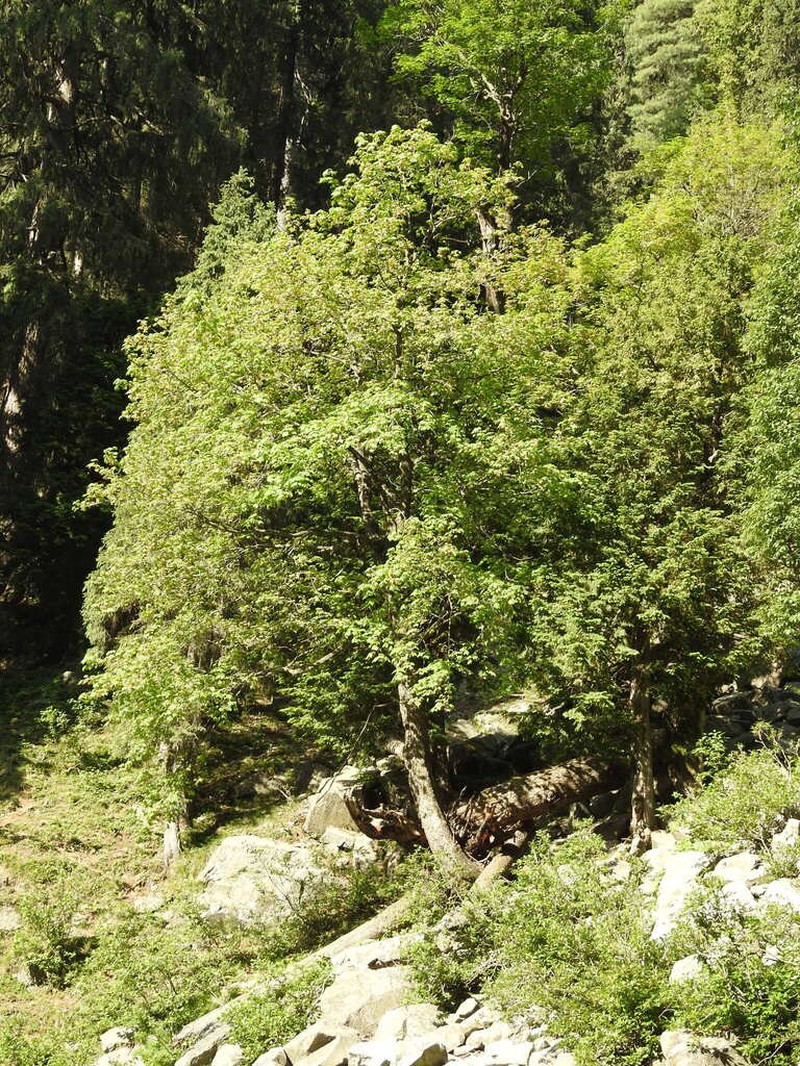 Acer caesium photo 3