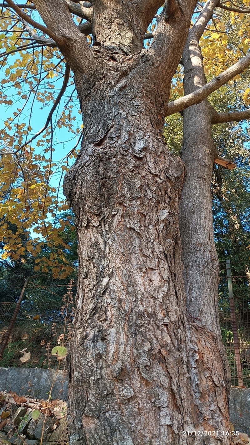 Acer caesium photo 4