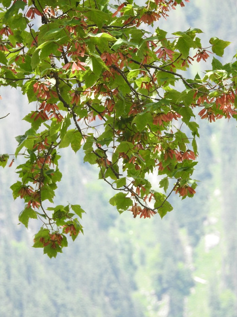 Acer caesium photo 5
