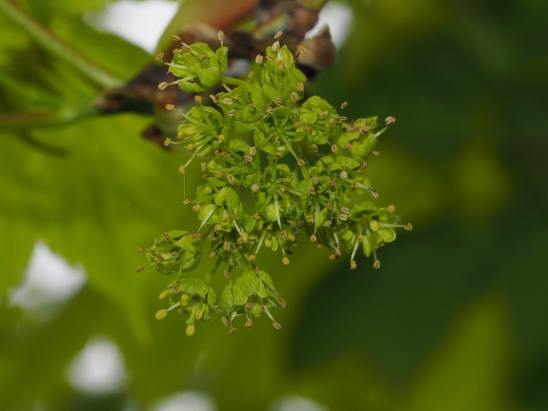 Acer caesium photo 6