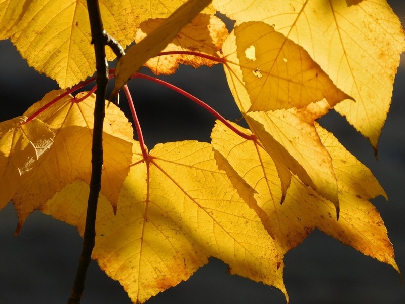 Acer caesium photo 7