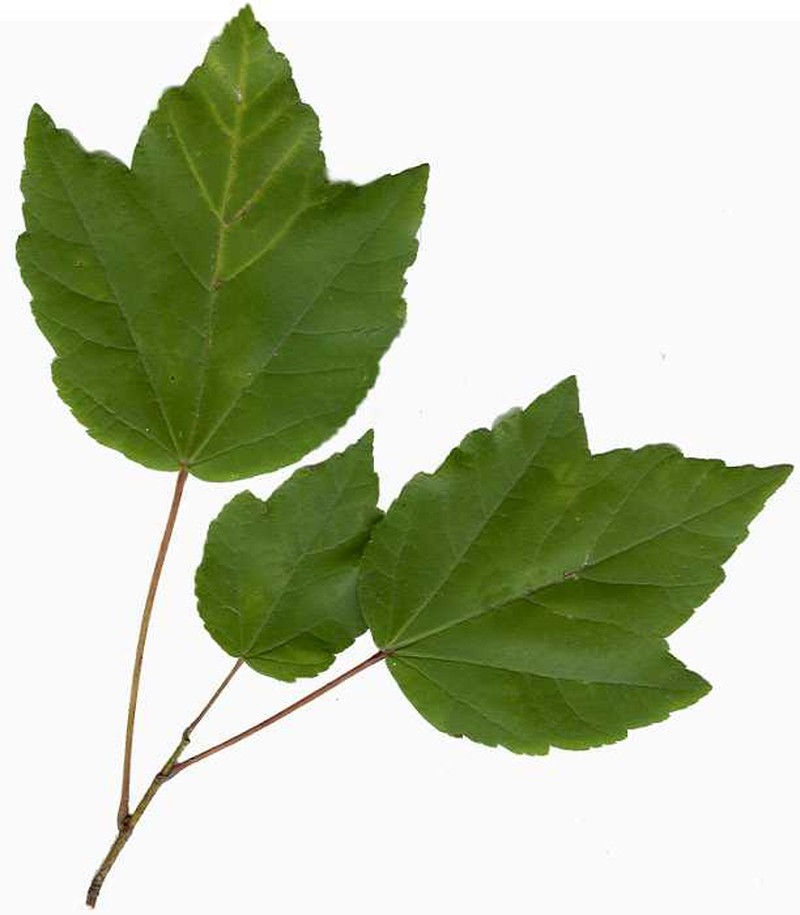 Acer caesium photo 8