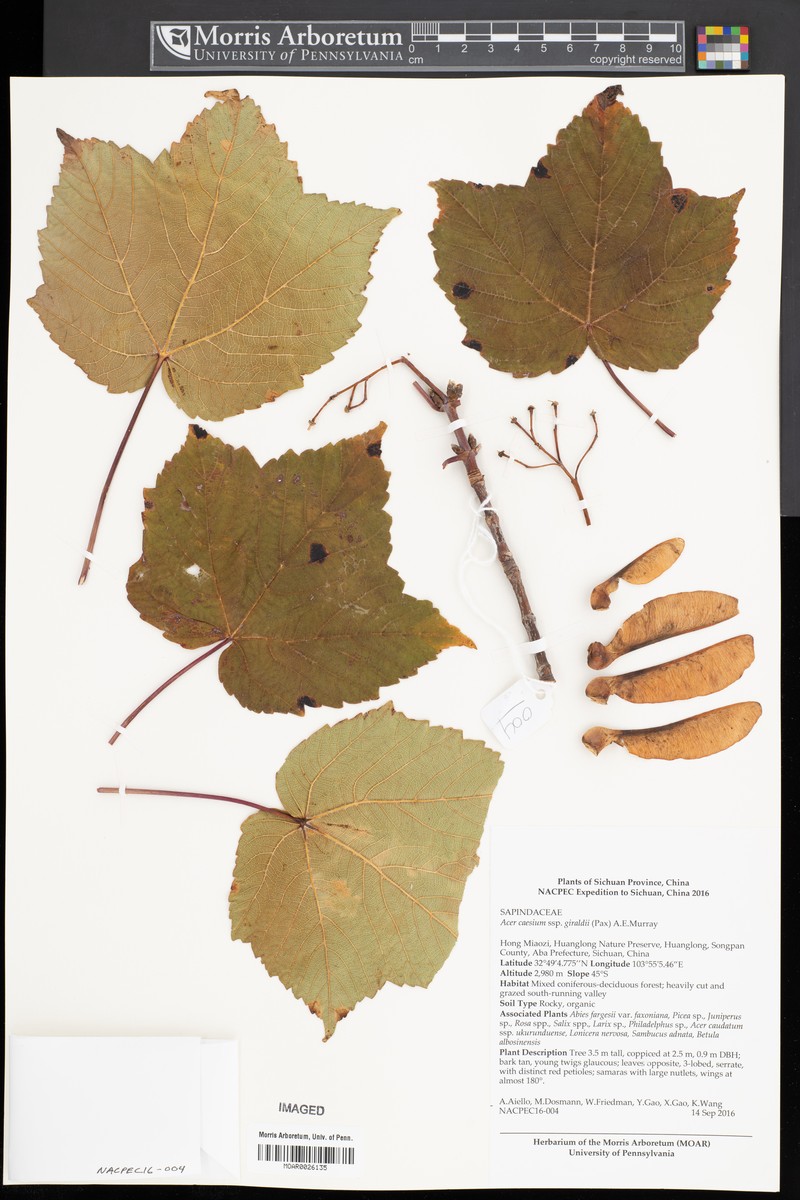 Acer caesium subsp. giraldii