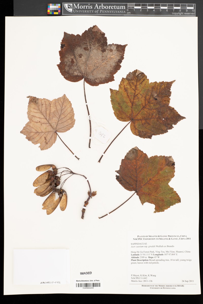 Acer caesium subsp. giraldii photo 2