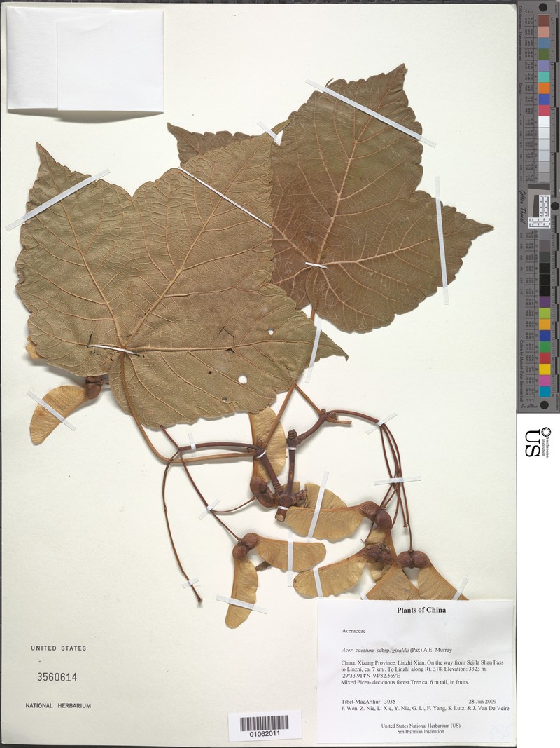 Acer caesium subsp. giraldii photo 3