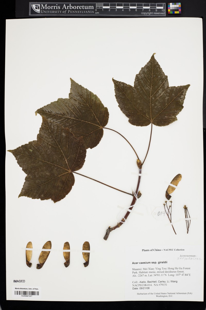 Acer caesium subsp. giraldii photo 4