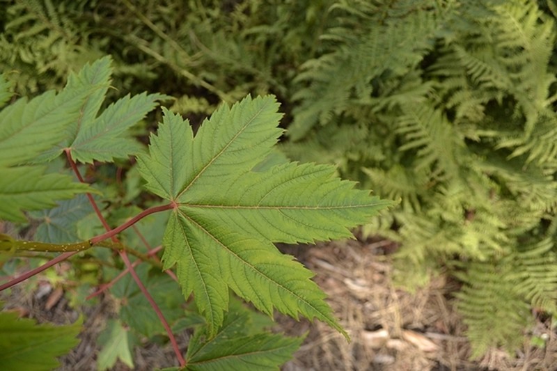 Acer caesium subsp. giraldii photo 5