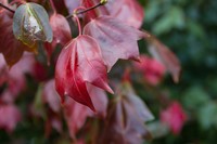Acer calcaratum