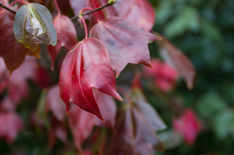 Acer calcaratum