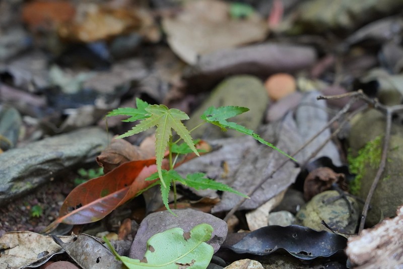 Acer calcaratum photo 2