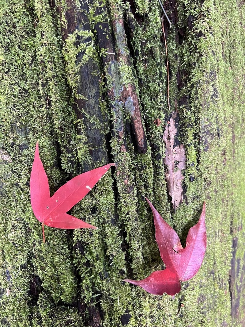 Acer calcaratum photo 3