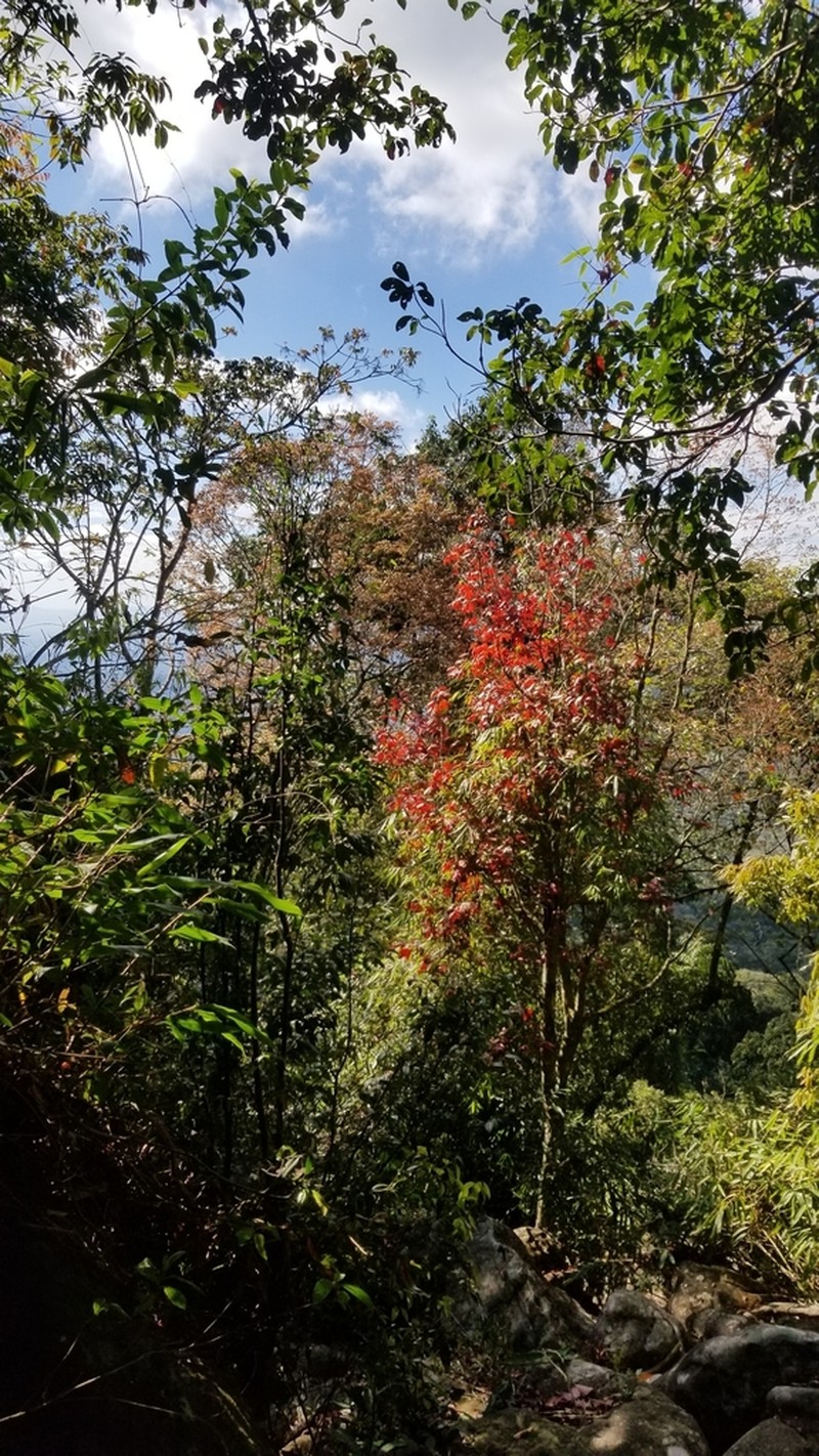 Acer calcaratum photo 4