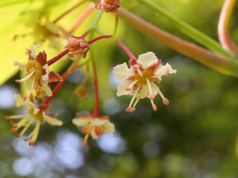 Acer calcaratum photo 6