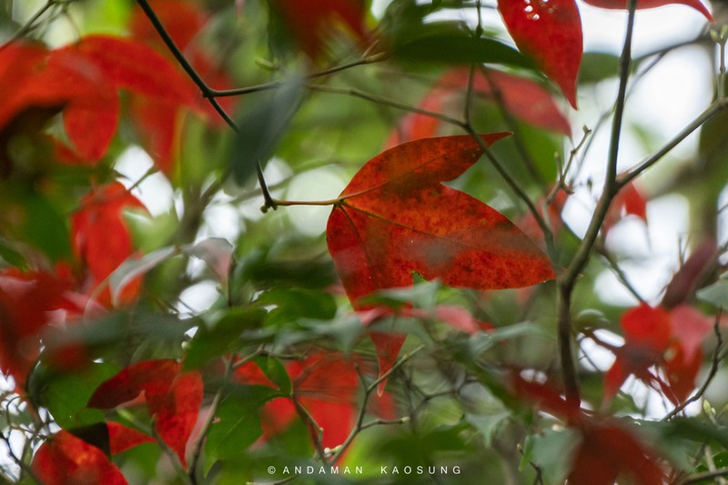 Acer calcaratum photo 7