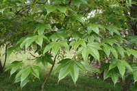 Acer campbellii