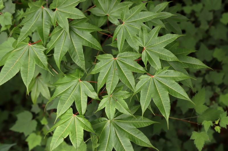 Acer campbellii photo 2